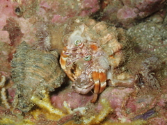 Dardanus pedunculatus