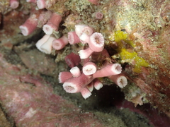 Cladopsammia eguchii