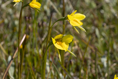 Diuris chryseopsis