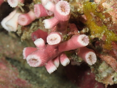 Cladopsammia eguchii