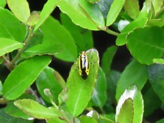 Poecilocapsus lineatus