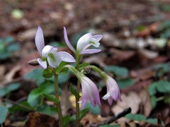 Triphora trianthophoros