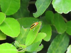 Poecilocapsus lineatus