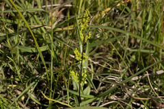 Cheilanthes sieberi sieberi