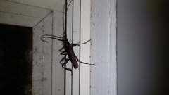 Xystrocera virescens