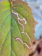 Stigmella villosella