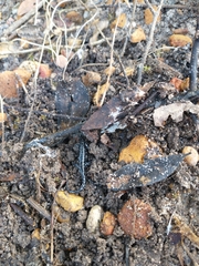 Plethodon mississippi