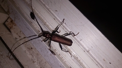 Xystrocera virescens