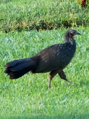 Penelope obscura
