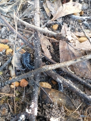 Plethodon mississippi