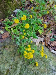 Chrysanthemum lavandulifolium