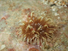 Actiniidae