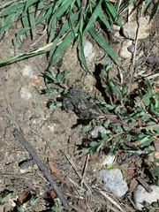 Rhinella humboldti
