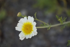 Glebionis coronaria