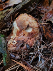 Russula ventricosipes