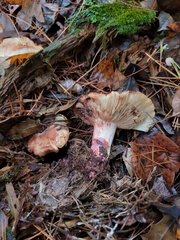 Russula ventricosipes