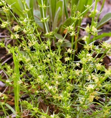 Galium gaudichaudii