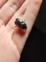 Euetheola