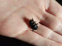 Euetheola
