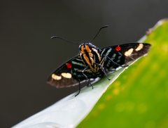 Mimoniades versicolor