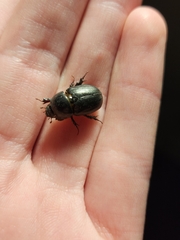 Euetheola