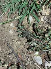 Rhinella humboldti