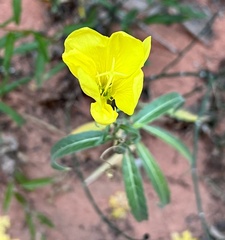 Oenothera longissima
