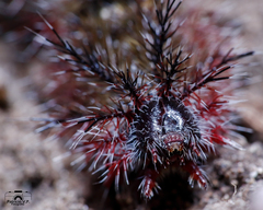 Ormiscodes cinnamomea