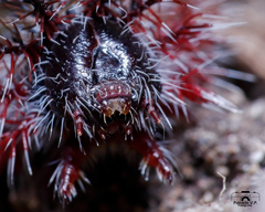 Ormiscodes cinnamomea