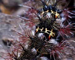 Ormiscodes cinnamomea