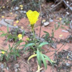 Oenothera longissima