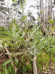 Senecio hypoleucus