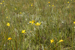 Diuris chryseopsis