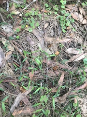 Calyptorhynchus lathami