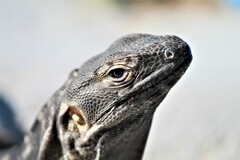 Ctenosaura hemilopha