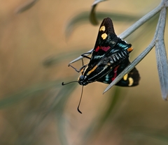 Mimoniades versicolor