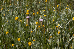 Chrysocephalum apiculatum