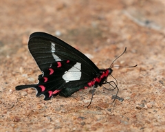 Parides agavus