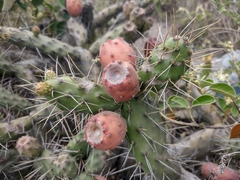 Opuntia aequatorialis