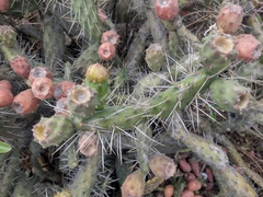 Opuntia aequatorialis