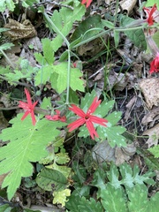 Silene virginica