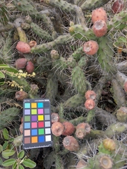 Opuntia aequatorialis