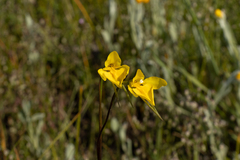 Diuris chryseopsis