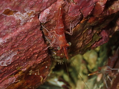 Rhynchocinetes durbanensis