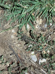 Rhinella humboldti