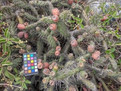 Opuntia aequatorialis