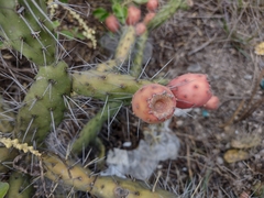 Opuntia aequatorialis