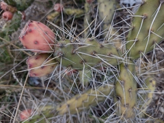 Opuntia aequatorialis