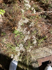 Ageratina jucunda