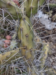 Opuntia aequatorialis